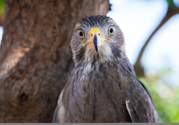 Şahin yakalama Tayland