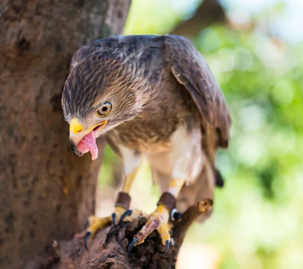 Captura de halcón en Tailandia — Foto de Stock