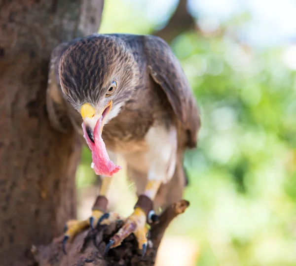 Captura de halcón en Tailandia — Foto de Stock