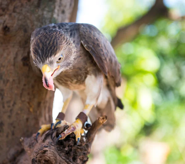 Şahin yakalama Tayland