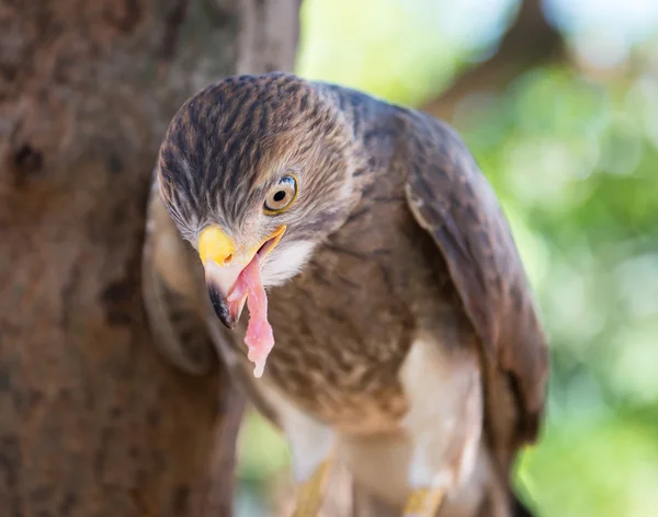 Captura de halcón en Tailandia — Foto de Stock