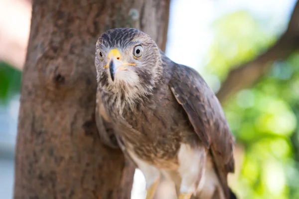 Captura de halcón en Tailandia —  Fotos de Stock