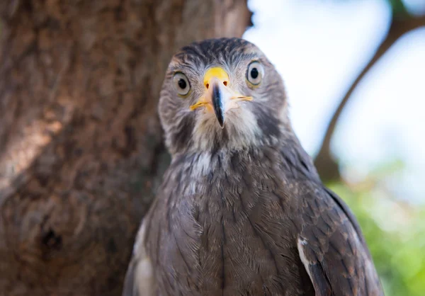 Şahin yakalama Tayland