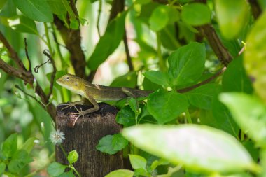 kertenkele yakalama Tayland