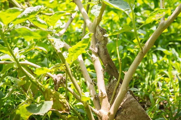 kertenkele yakalama Tayland