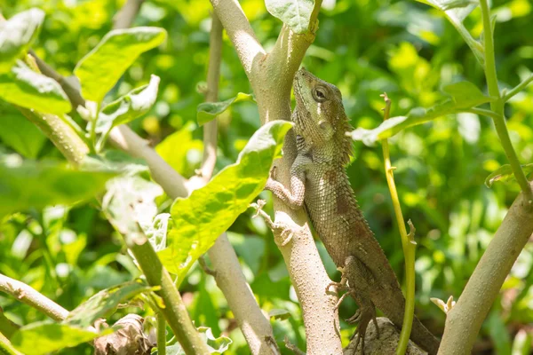 kertenkele yakalama Tayland
