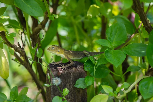 Captura de lagartos en Tailandia — Foto de Stock