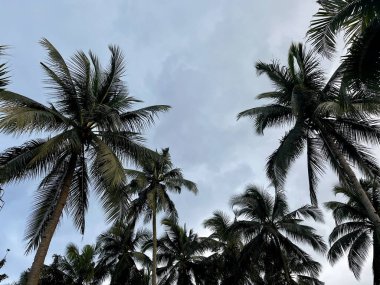 Hindistancevizi ağaçlarının alçak açılı görüntüsü öğleden sonra bulutlu bir gökyüzü arkaplanı ile