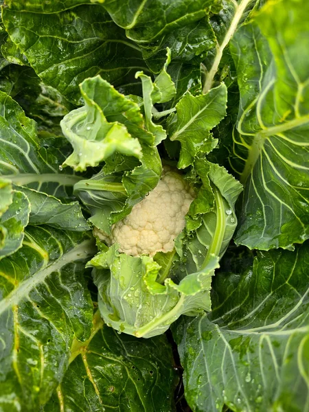 Ahşap bahçe yatak iskeleti ya da mavi gökyüzünün altındaki kırsal bir bahçede sera yapısı..