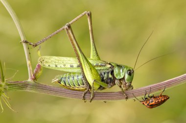 Özellikle toplantı hata