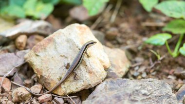 Küçük bir kaya üzerinde sürünerek Iguana.