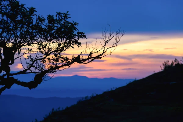 Pôr do sol com árvore de silhueta em alta montanha — Fotografia de Stock
