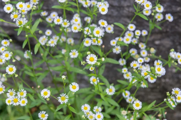 Białe kwiaty w ogrodzie — Zdjęcie stockowe