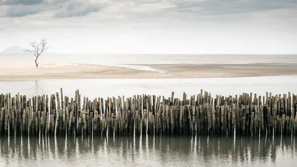 Árvore moribunda fica sozinha na praia com cerca de bambu — Fotografia de Stock