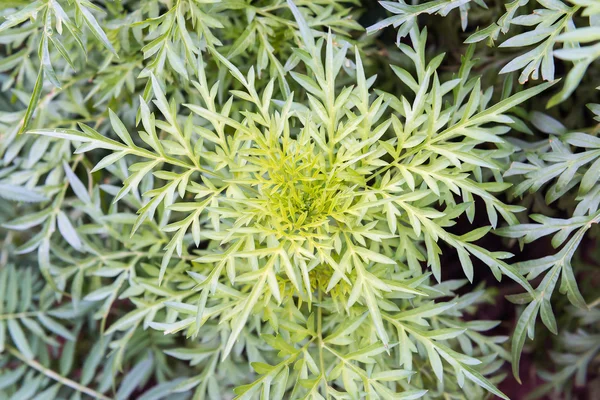 Jardin des plantes Cosmos — Photo