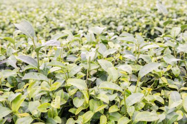 çay plantasyon çiftlik