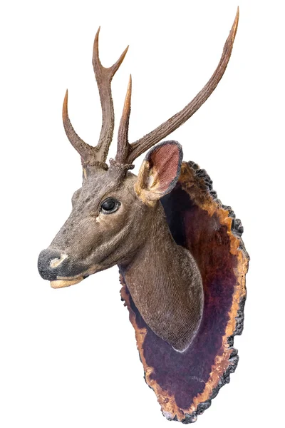 孤立的鹿头部模型 — 图库照片