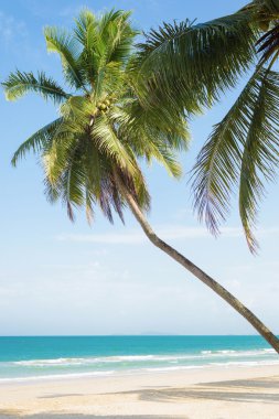 Güzel tropikal plaj