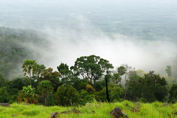 Floresta tropical verde — Fotografia de Stock