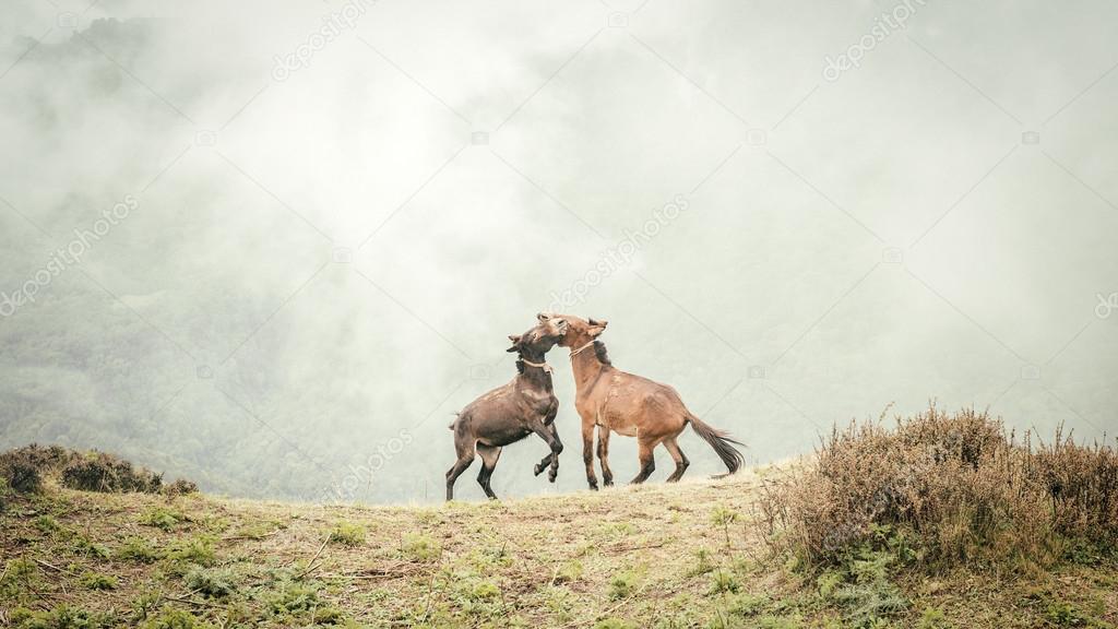 Two young horses playing with each other at high mountain in foggy