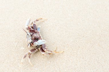 Sahilde ölü Yengeç