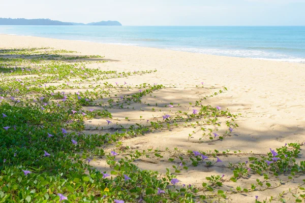 Ipomoea na praia da natureza — Fotografia de Stock