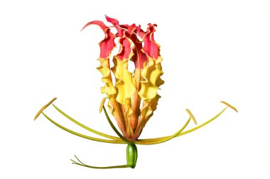 Gloriosa superba çiçek