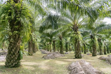 palmiye ağacı çiftliği