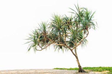 Pandanus tree isolated on white clipart