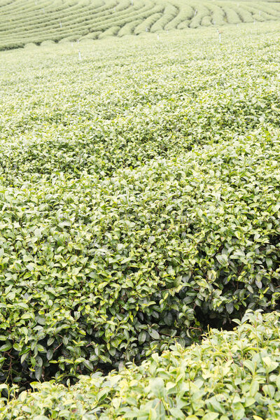 Чайная плантация
