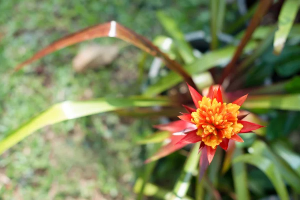 Rote Bromelienblüte — Stockfoto