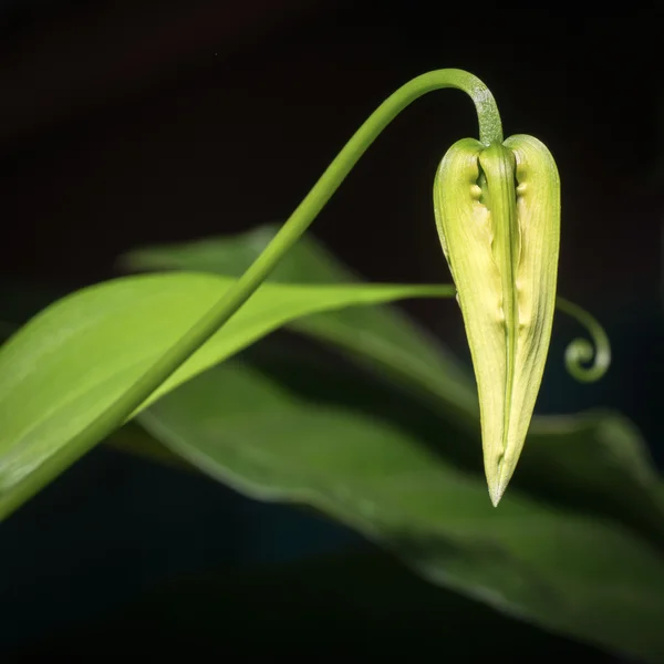 Gloriosa flor superba — Foto de Stock