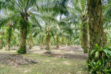 palmiye ağacı çiftliği