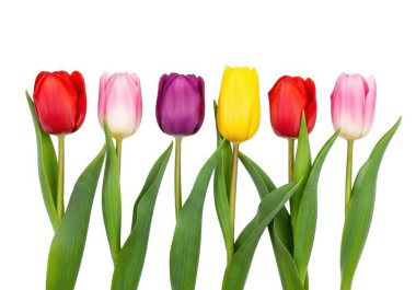 Kırmızı, pembe, mor ve sarı olmak üzere, yeşil yapraklı ve saplı altı sıra lale, düz beyaz bir arkaplan üzerine kuruludur.