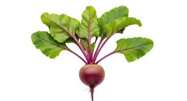 Beyaz arka planda yeşil yaprakları olan kırmızı pancar kökü. Genellikle salata ve çorbalarda kullanılan bir sebze kökü.
