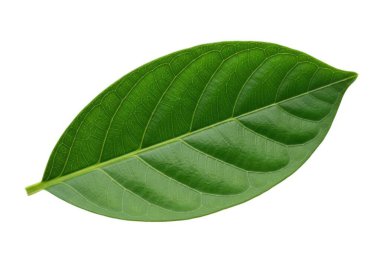 Görüntü, pürüzsüz, hafif dalgalı kenarı ve uzunluğu boyunca uzanan belirgin merkezi damarı olan tek ve sağlıklı bir yeşil yaprak içerir. Yaprak, taze olduğunu gösteren parlak ve zengin bir doku sergiliyor ve şekli de biraz Po ile uzatılmış.
