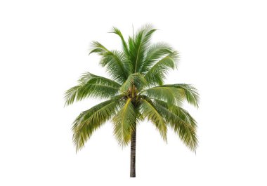 Görüntü, yerden dikey yükselen ince, kahverengi gövdeli yalnız bir hindistan cevizi palmiyesini tasvir ediyor. Ağaç, uzun ve canlı yeşil yapraklardan oluşan yoğun bir taç içerir ve dışa doğru yayılarak gür ve tropikal bir görünüm oluşturur. Arkaplan