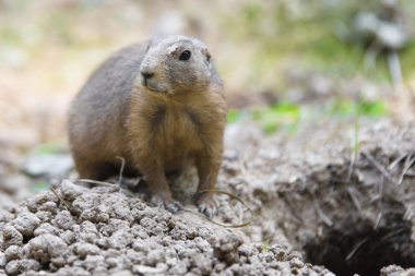 Uyarı otlaklar sığınağını yakınındaki köpek