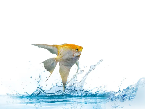 Fundo com um retrato do peixe anjo dourado — Fotografia de Stock