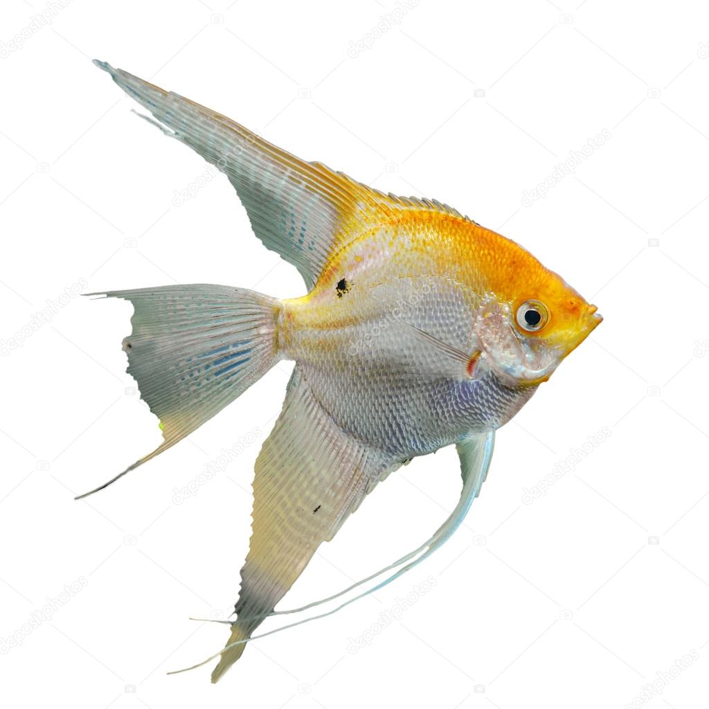 background with a portrait of the golden angel fish
