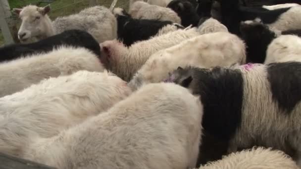 Овцы Фарерских островов — стоковое видео