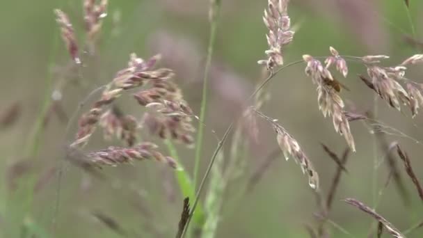 Lăstari de iarbă cu rouă suflând în vânt — Videoclip de stoc