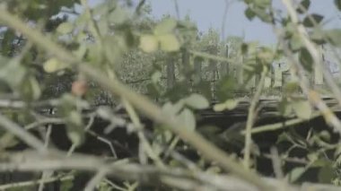 Çernobil 'deki terk edilmiş Pripyat Cafe' yi gösteren kamera çalılıkların arkasından yükseliyor. Sınıflandırılmamış Günlük Kaydı Görüntüsü