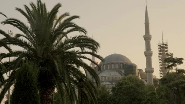 Hezký Časný Večer Dlouhý Záběr Modré Mešity Istanbulu Zarámovaný Palmou — Stock video