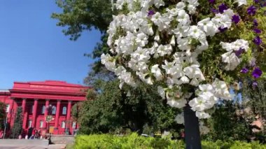 Pan, çiçek sepetinden Kiev 'deki Taras Shevchenko Üniversitesi' ne doğru eğiliyor. Güneşli bir sonbahar gününde Shevchenko Parkı 'ndan çekildi.