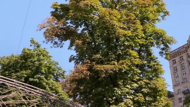 Pan Från Höst Träd Till Imponerande Och Elegant Byggnad Khreschatyk — Stockvideo