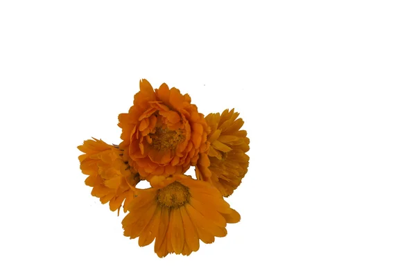 Quattro fiori di calendula isolati su uno sfondo bianco — Foto Stock