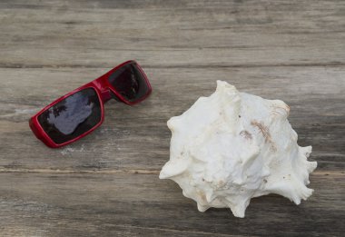 Tatil ruh. Sunglass ve kabuk 