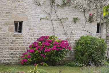 Mor ortanca çiçek açan, taş duvarın önünde