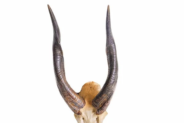 Mycket stora antelope horn — Stockfoto